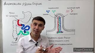 РУДАИ БОРИК, ГАФС, ЧИГАР ВА ГАДУДИ ЗЕРИ МЕЪДА.