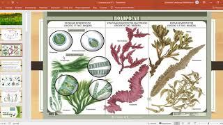 Водоросли, мхи, папоротники: циклы развития, спорофиты и гаметофиты, наборы хромосом и ДНК