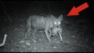 Жители села рассказывают о встрече с чупакаброй. Вадим Чернобров